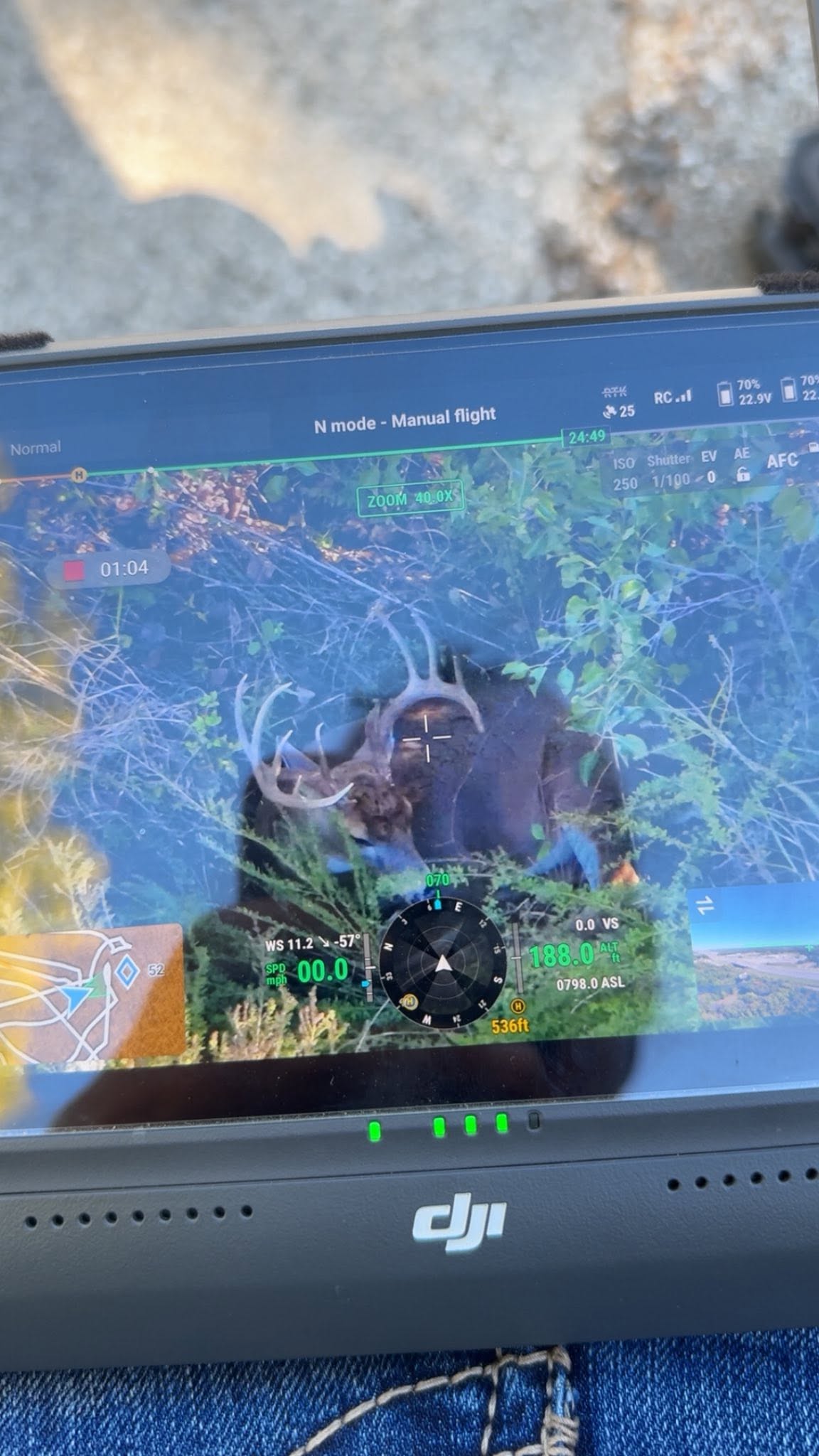 Aerial deer spotted on DJI screen